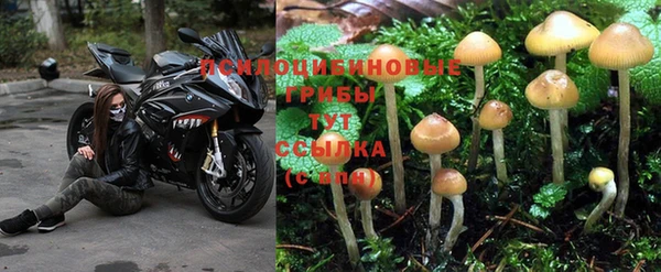 спиды Богданович